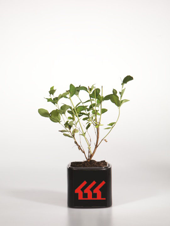 Сніжноягідник Доренбоза Сніжноягідник Доренбоза