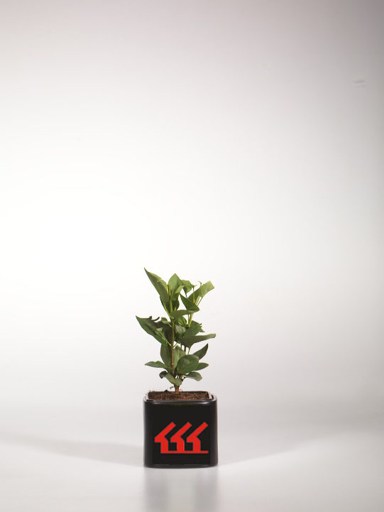 Бузок Звичайний Бузок Звичайний