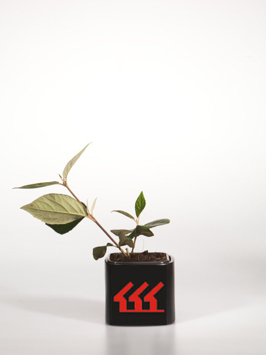 Калина Калина