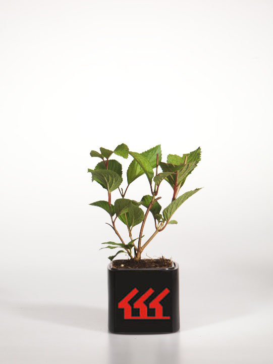 Калина Складчата Калина Складчата