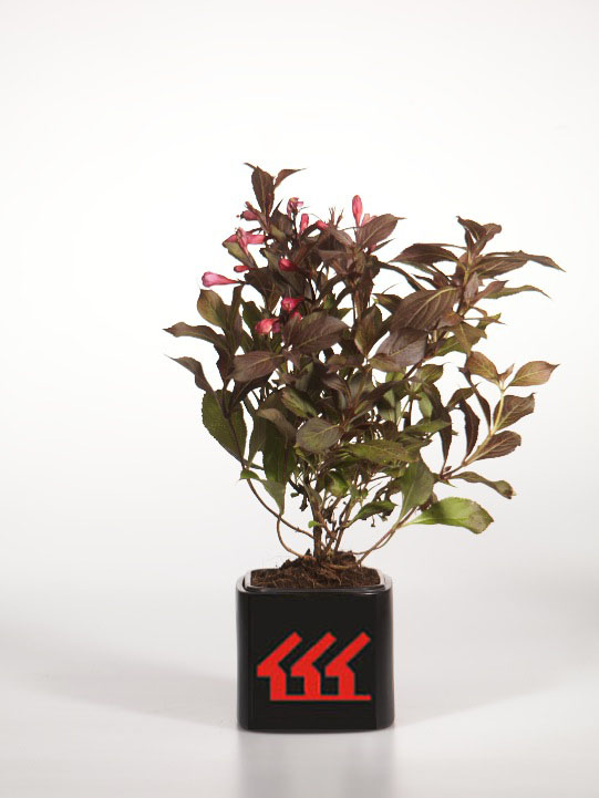 Вейгела квітуча Вейгела квітуча