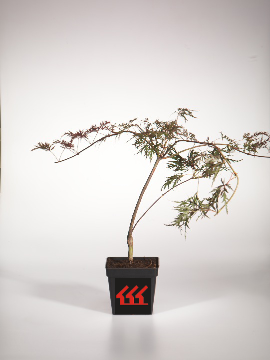 Клен Пальмолистний Клен Пальмолистний