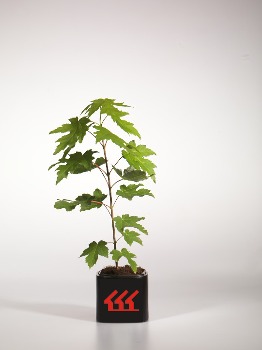 Клен Остролистий Клен Остролистий