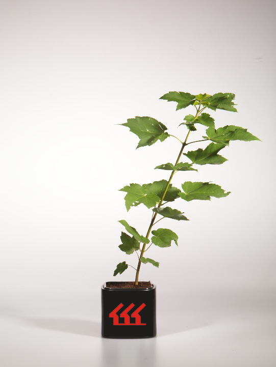 Клен червоний Клен червоний