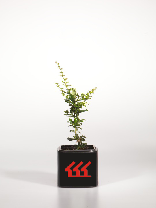 Барбарис Лологенський Барбарис Лологенський