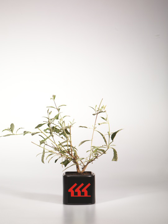 Будлея Давида Будлея Давида