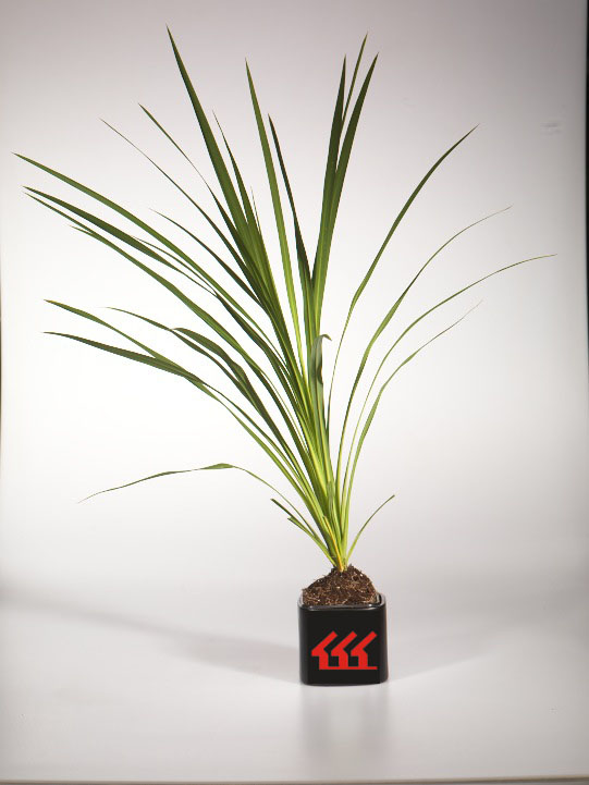 Кордилина Южна Кордилина Южна