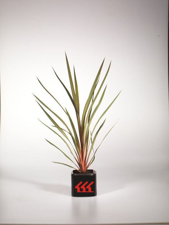 Кордилина Южна Кордилина Южна