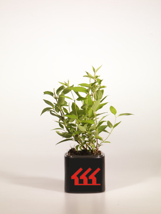 Дейція розова Дейція розова