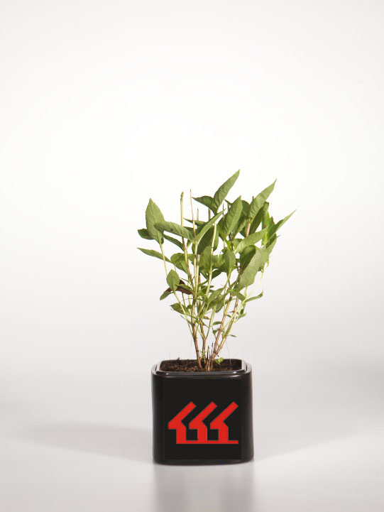 Диервилла сидячяелистна Диервилла сидячяелистна