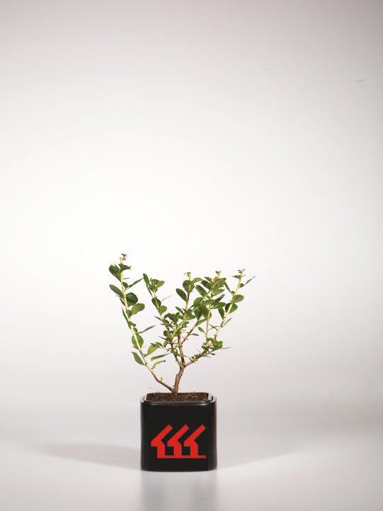 Ескалонія Ескалонія