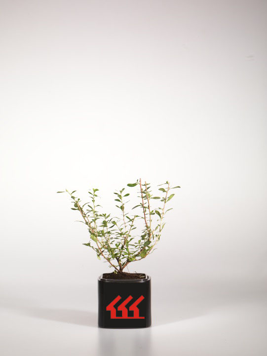 Ескалонія Ескалонія