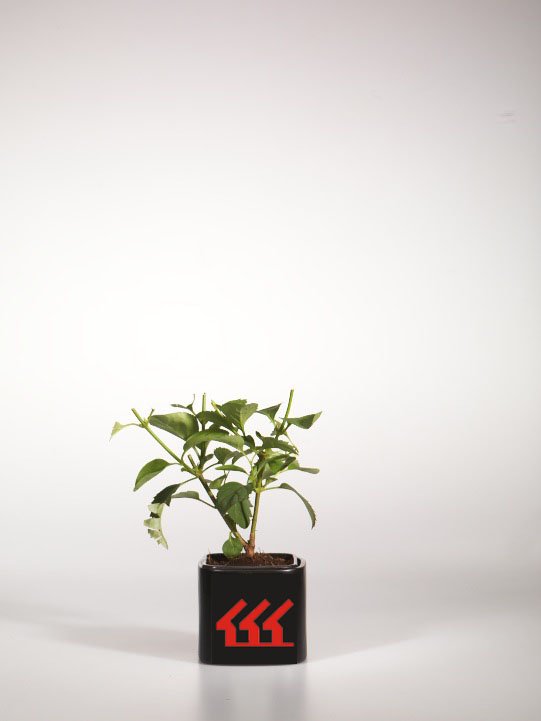 Форзииція Середня Форзииція Середня