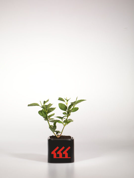 Форзииція Середня Форзииція Середня