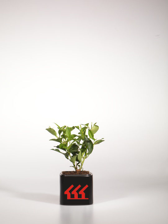 Форзииція Середня Форзииція Середня