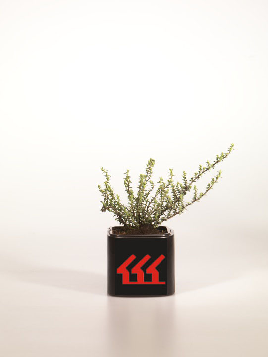 Хебе пимелеевидна Хебе пимелеевидна