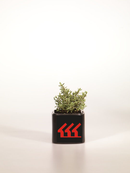 Хебе толстолистна Хебе толстолистна