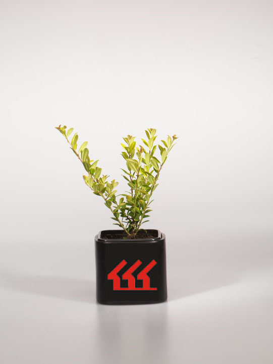 Падуб Городчатий Падуб Городчатий