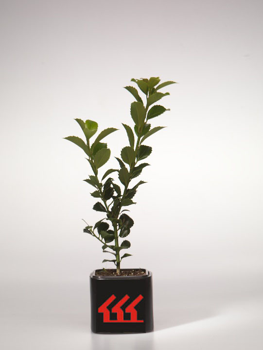 Падуб Мезерва Падуб Мезерва