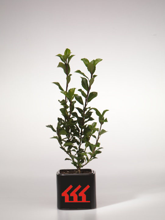 Падуб Мезерва Падуб Мезерва