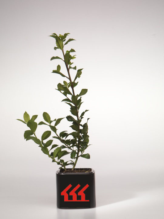 Падуб Мезерва Падуб Мезерва