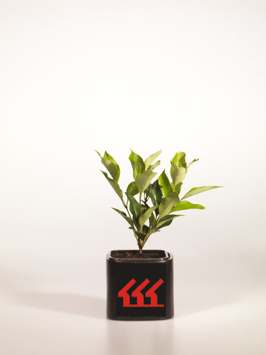 Лігуструм Японський Лігуструм Японський