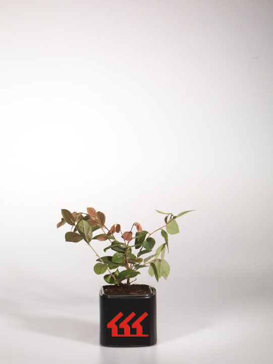 Лоропеталум Китайський Лоропеталум Китайський