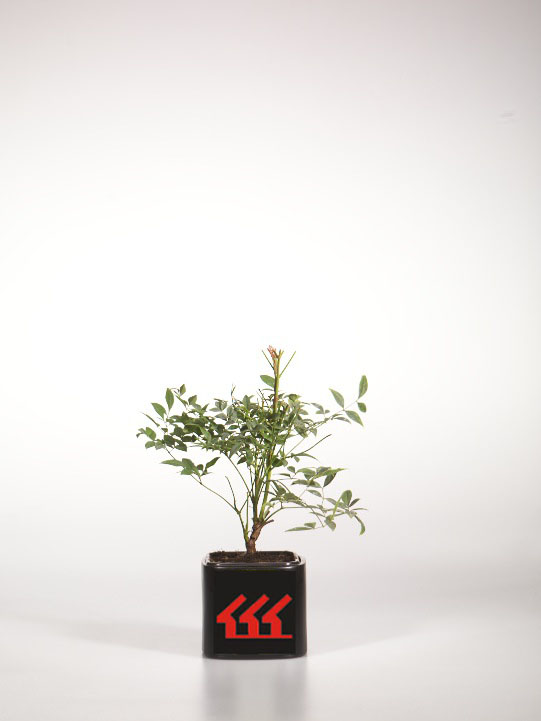 Нандіна Домашня Нандіна Домашня