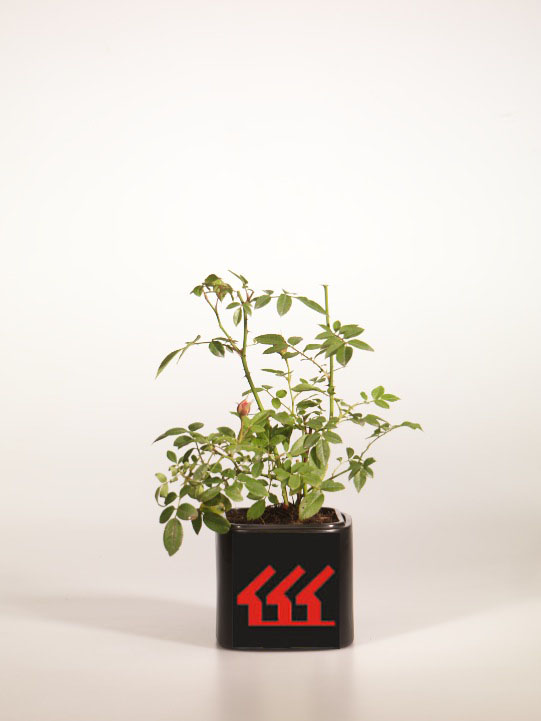 Троянда Троянда