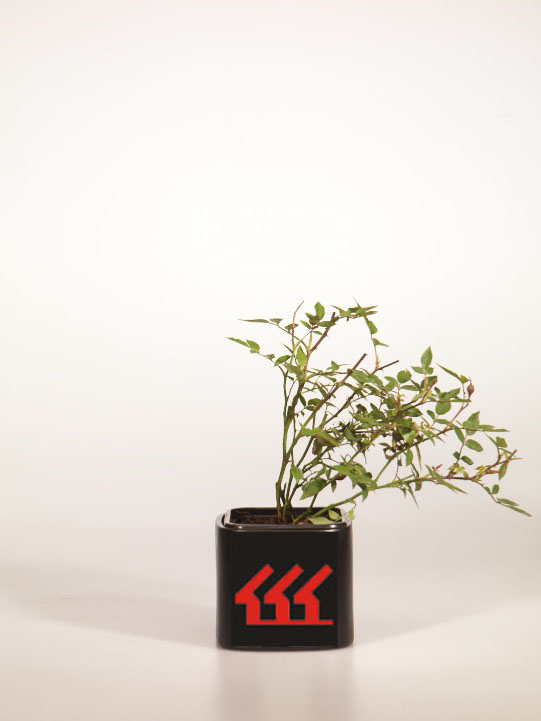 Троянда Троянда