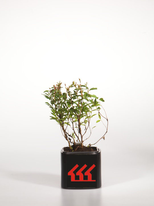 Спірея японська Спірея японська