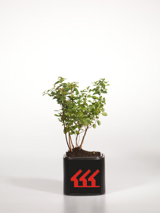 Спірея Ниппонська Спірея Ниппонська