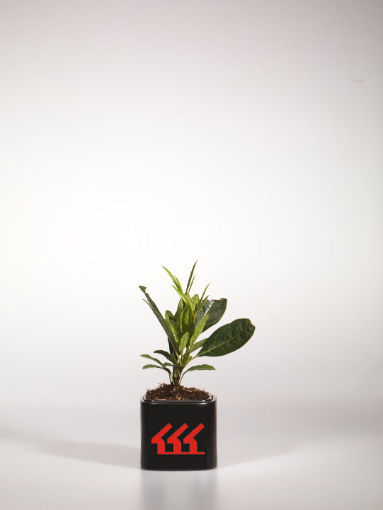 Калина Голоцветкова Калина Голоцветкова