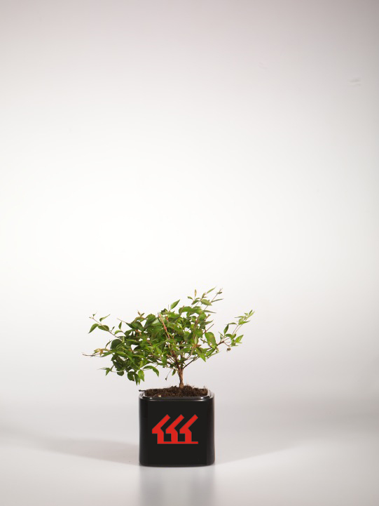 Абелія крупноквіткова Абелія крупноквіткова