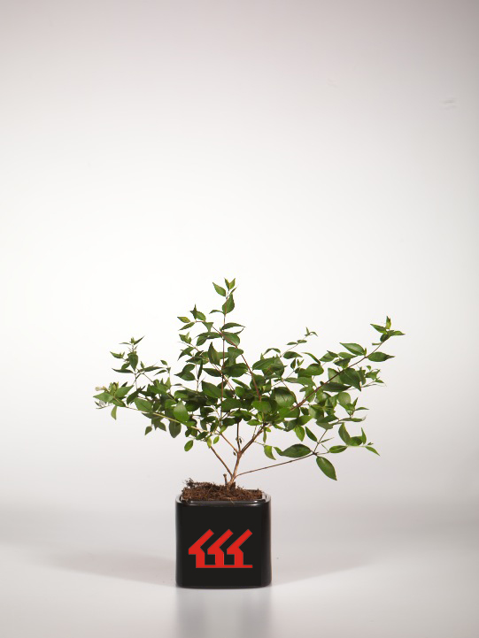 Абелія крупноквіткова Абелія крупноквіткова