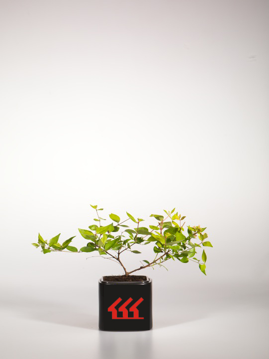 Абелія крупноквіткова Абелія крупноквіткова