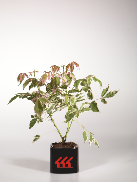 Клен Ясенелистний Клен Ясенелистний