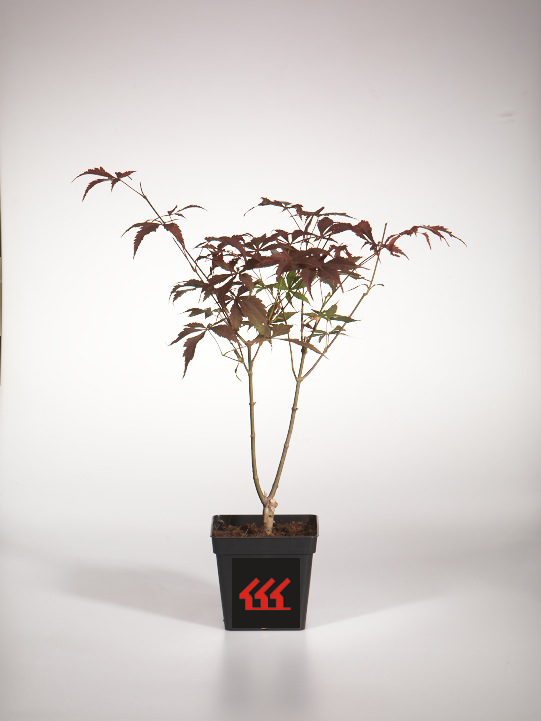 Клен Японський Клен Японський