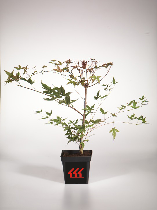 Клен Пальмолистний Клен Пальмолистний