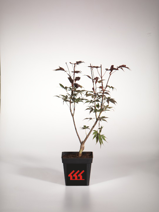 Клен Пальмолистний Клен Пальмолистний