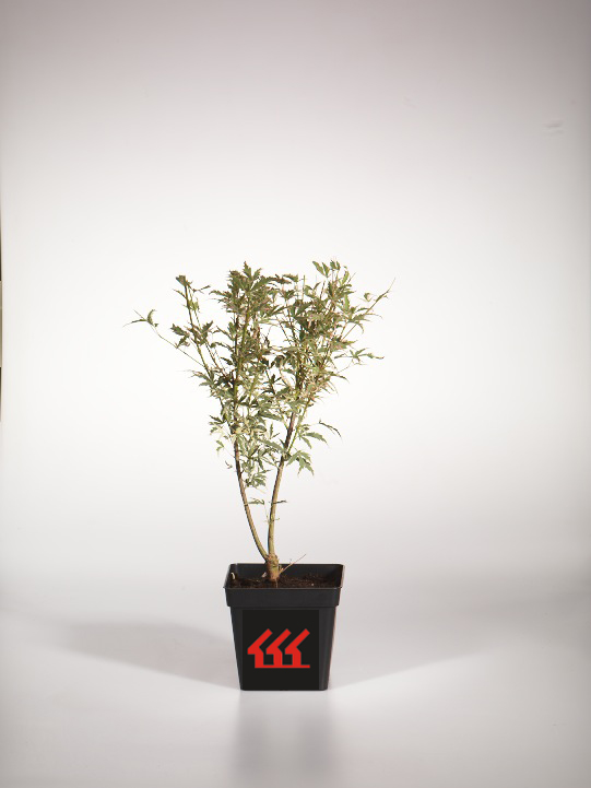 Клен Пальмолистний Клен Пальмолистний