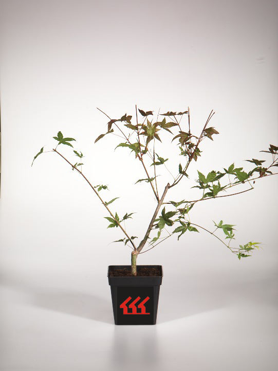 Клен Пальмолистний Клен Пальмолистний