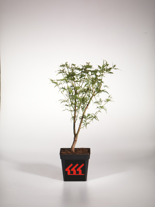 Клен Пальмолистний Клен Пальмолистний