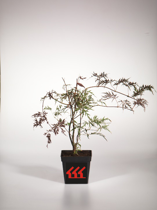 Клен Пальмолистний Клен Пальмолистний