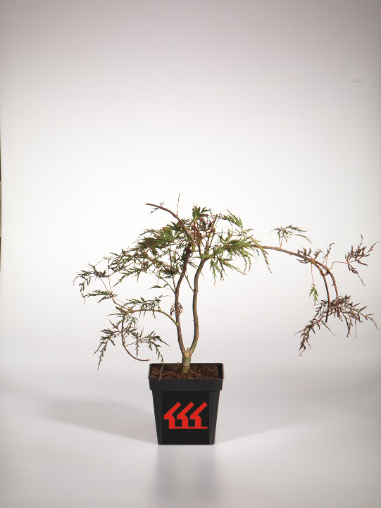 Клен Пальмолистний Клен Пальмолистний