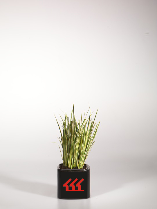 АЇр трав'янистий АЇр трав'янистий