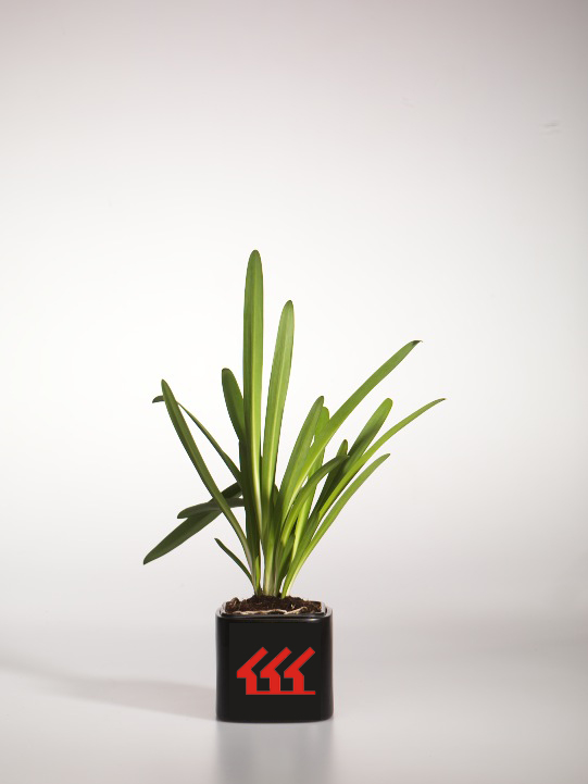 Агапантус зонтичний Агапантус зонтичний