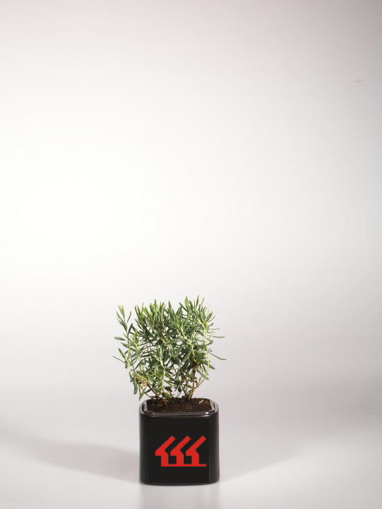 Подбел Звичайний Подбел Звичайний