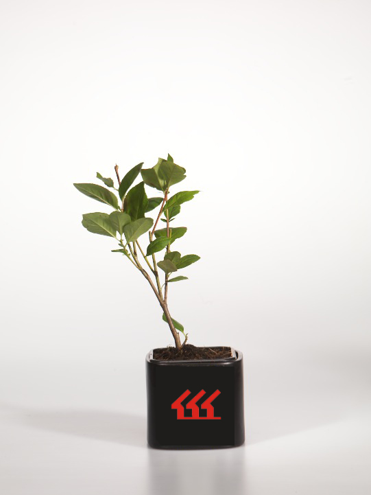 Аронія червона Аронія червона