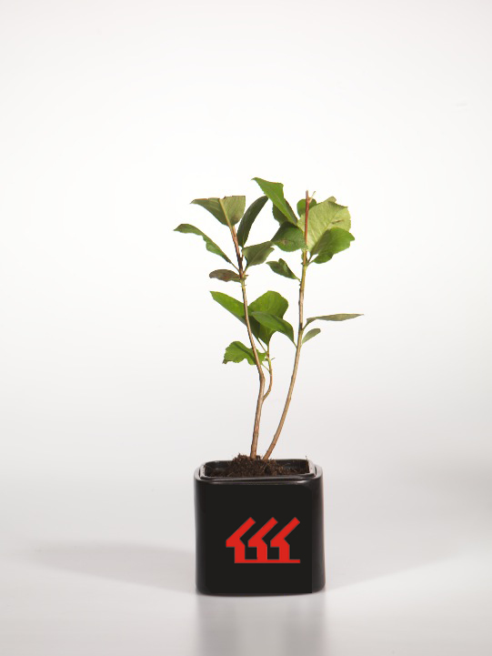 Аронія сливолиста Аронія сливолиста